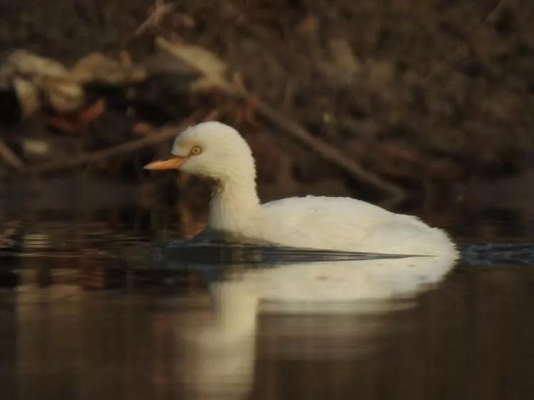 善待动物善待自己也关爱他人,善待动物就是保护自己