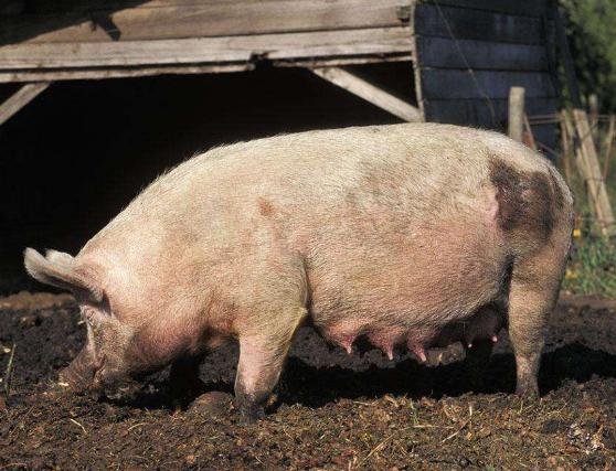 母猪产后炎症大怎么回事,母猪产后发炎是什么症状