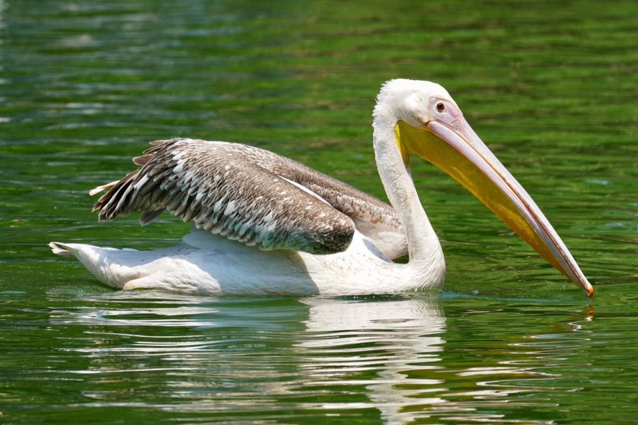 无反全能镜头,适马400mmf5.6测评
