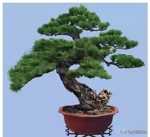 黑松盆景寓意 (黑松盆景风水)