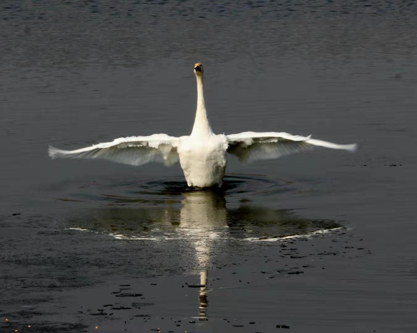 西安阎良区：石川河里天鹅翩翩舞