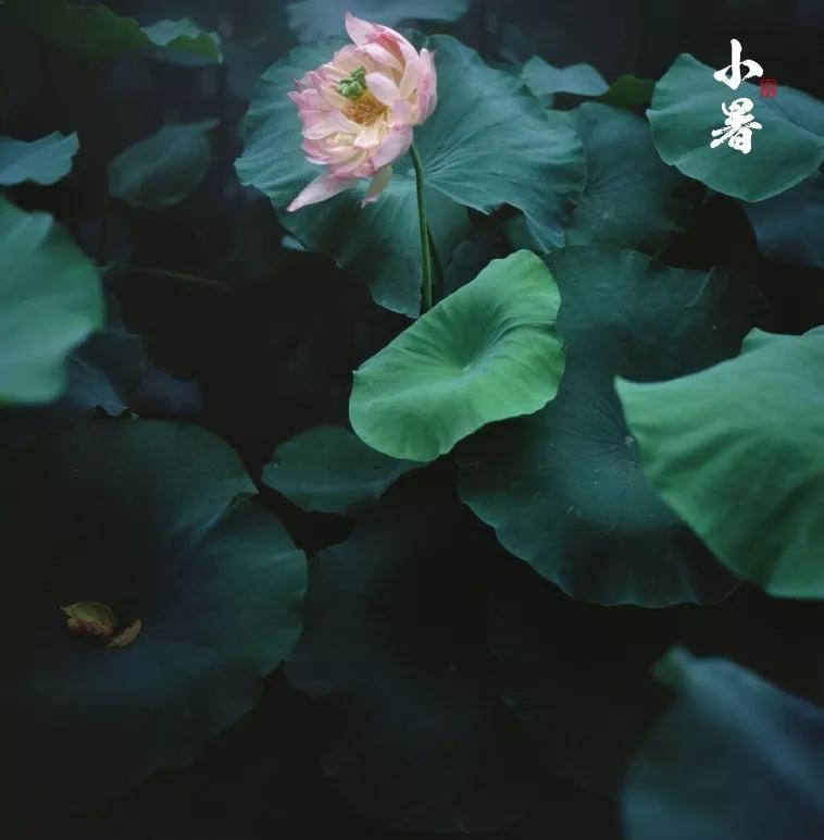 大暑的五种美,小暑的七种食物