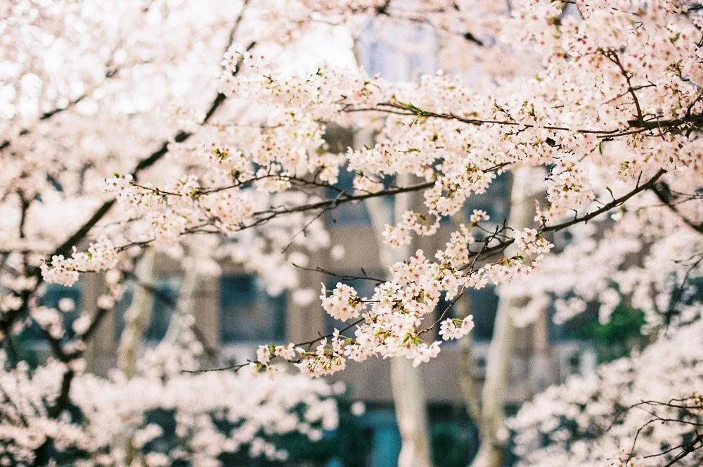 江苏的985高校排名,江苏再添两所985高校