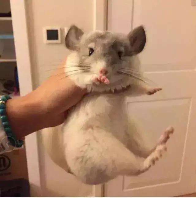 王思聪的宠物柯尔鸭,王思聪宠物猫咪