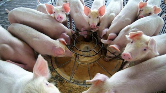 养猪如何利润最大化,猪场挣钱吗现在