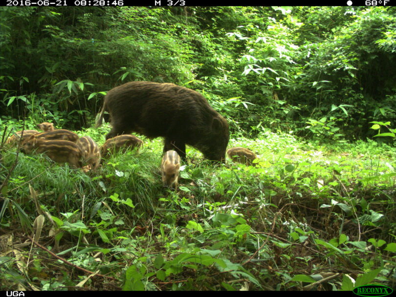 福岛核泄漏引起的癌症,日本福岛核辐射事件