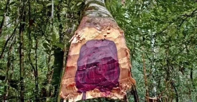 红木国标29种价格图片,国标红木与非标红木的区别