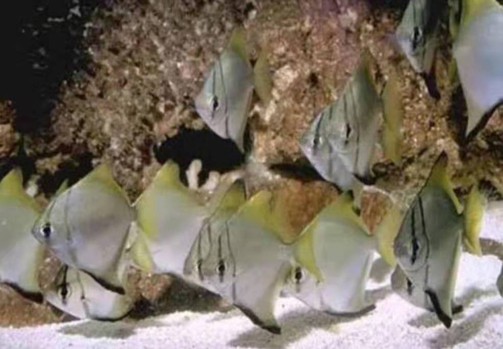 汽水鱼能不能纯海水养,汽水鱼可以用淡水长期饲养吗