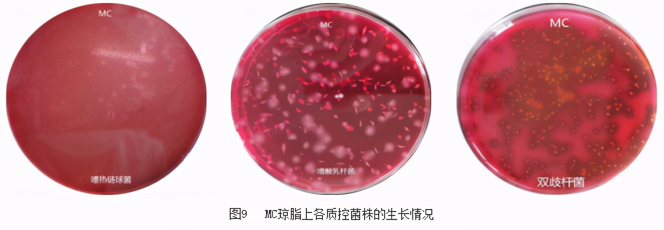 鉴定乳酸菌的常用的培养基是什么,乳酸菌微生物检测