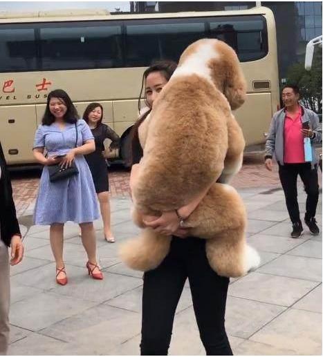 巨型贵宾犬好养嘛,巨型贵宾犬好吗值得养吗
