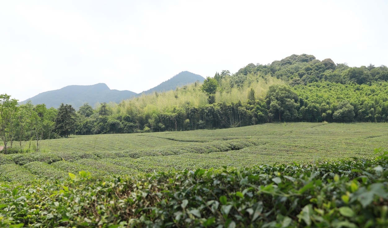 宿在德清凯悦嘉轩，感受大自然美好馈赠
