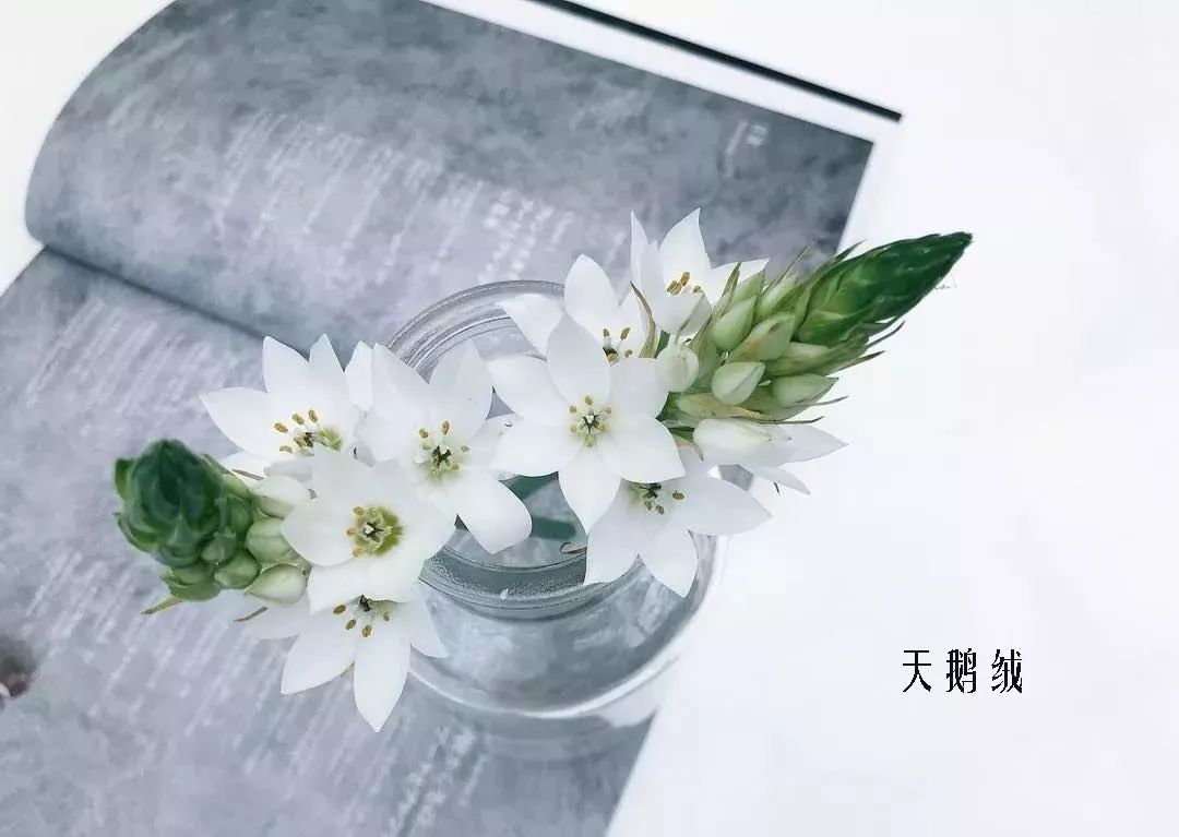 鲜花店常见花材品种大全,花店里同款的两种不同价格的花材