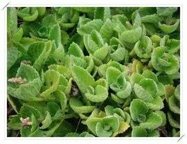 一口黄牙能洗白吗,一口黄牙毁了一张脸