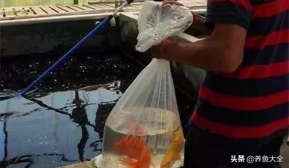 经历2次整池团灭，没关系！接着买从头再来！