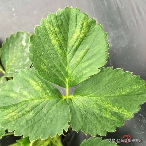 螨虫怎么解决,蔬菜螨虫防治用药