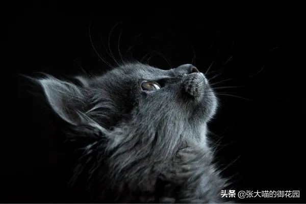 猫咪总喜欢咬自己的毛,猫咪总喜欢咬主人