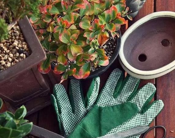 盆栽土如何处理,盆栽土表层全都是根怎么处理