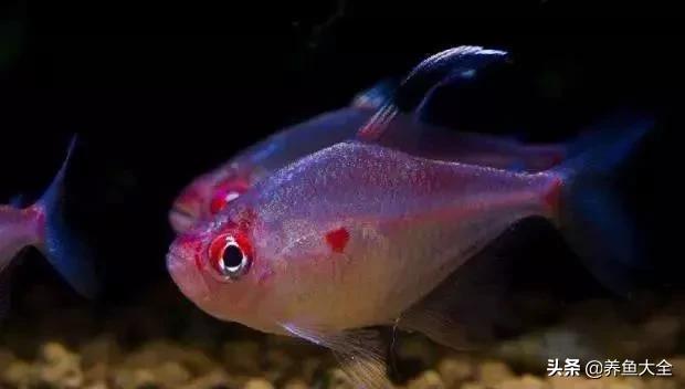 观赏鱼生病的症状及治疗方法,观赏鱼生病了可以用呋喃西林吗