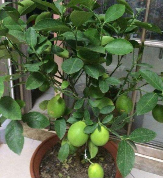 驱蚊柠檬盆栽,柠檬盆栽作用与功效