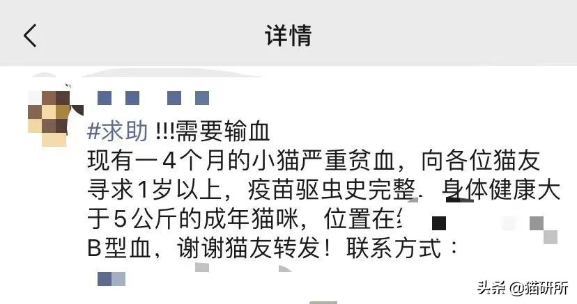 猫咪大部分是什么血型,猫咪的血型有哪几种