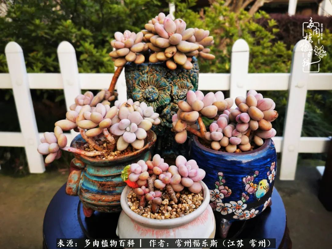 多肉是一处景物吗,多肉也有一道靓丽的风景