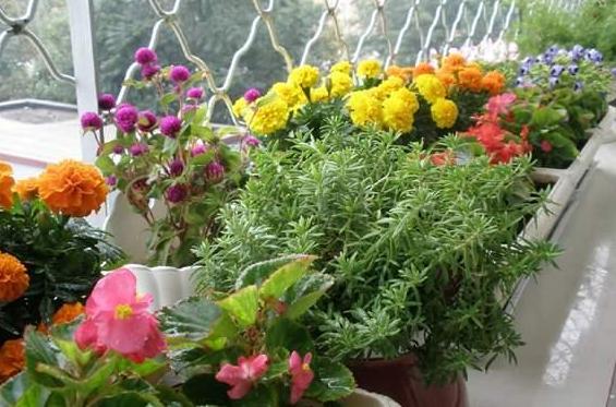 家里的盆栽花发臭该怎么办？自制4种香味肥，用了没异味