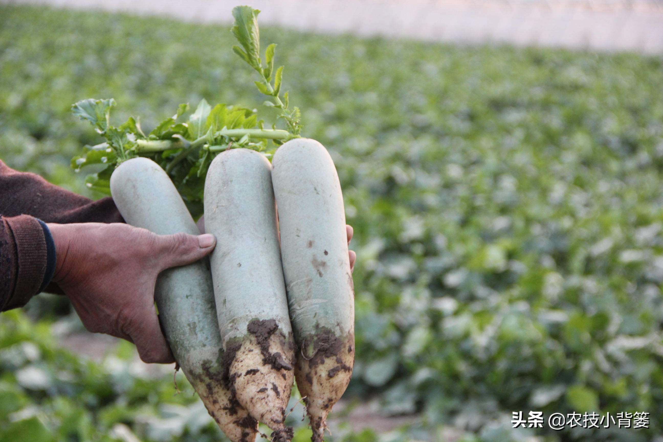 如何种植萝卜才能高产,萝卜种植只长叶