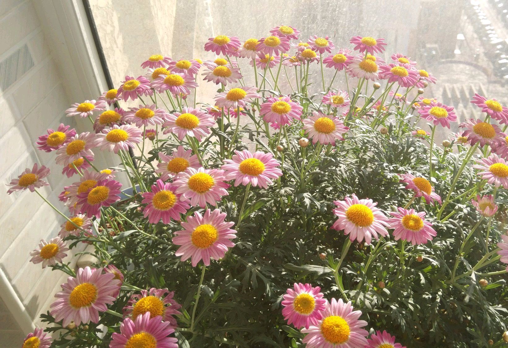 带花苞的菊花移栽后蔫了怎么办,玛格丽特小菊花养殖技巧