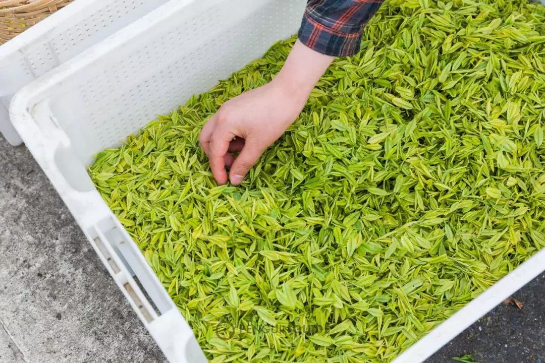 湖州:一座太湖南边的宝藏小城,春笋湖鲜河鱼,嘴巴好忙