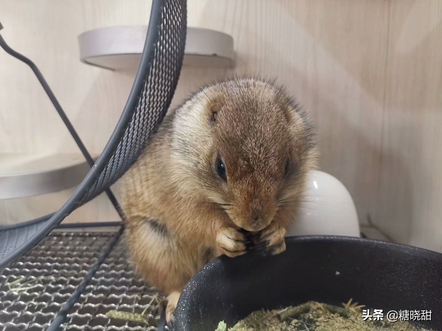 龙猫土拨鼠蜜袋鼯,龙猫真是太可爱了心都要被萌化了