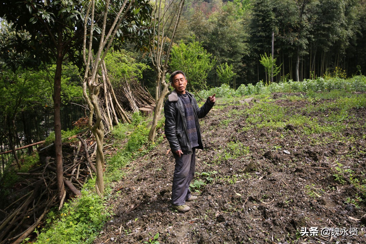 72岁老人养了10年母猪,22年养10头母猪一年能挣多少钱