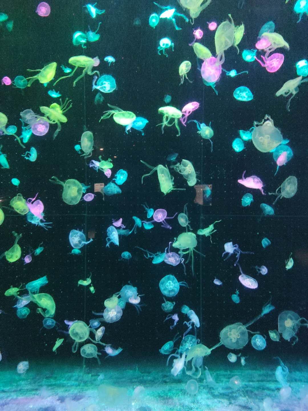 海昌海洋公园和长隆海洋王国,珠海长隆海洋王国旅游全攻略