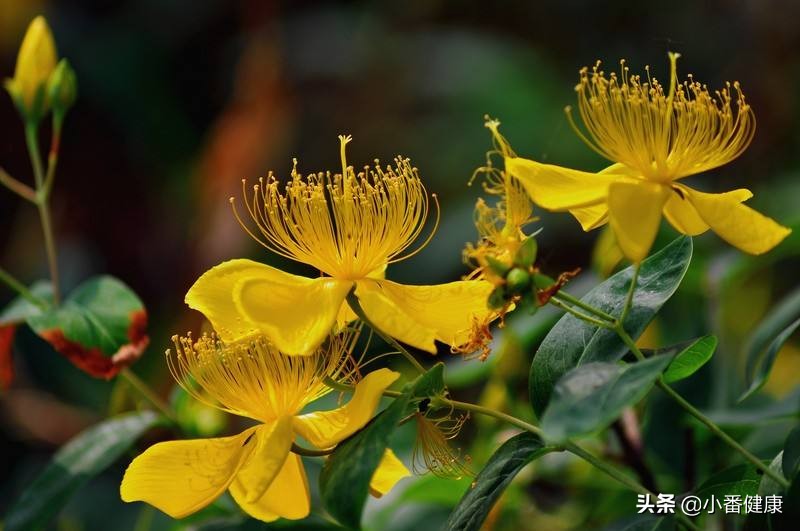 乙肝治疗用恩替卡韦组合用药,乙肝治疗药物国产丙酚替诺福韦