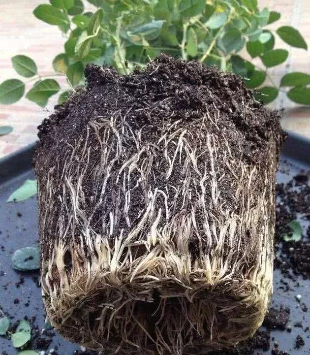 春天养花用见干见湿还是干透浇透,养花的土什么情况叫见干见湿