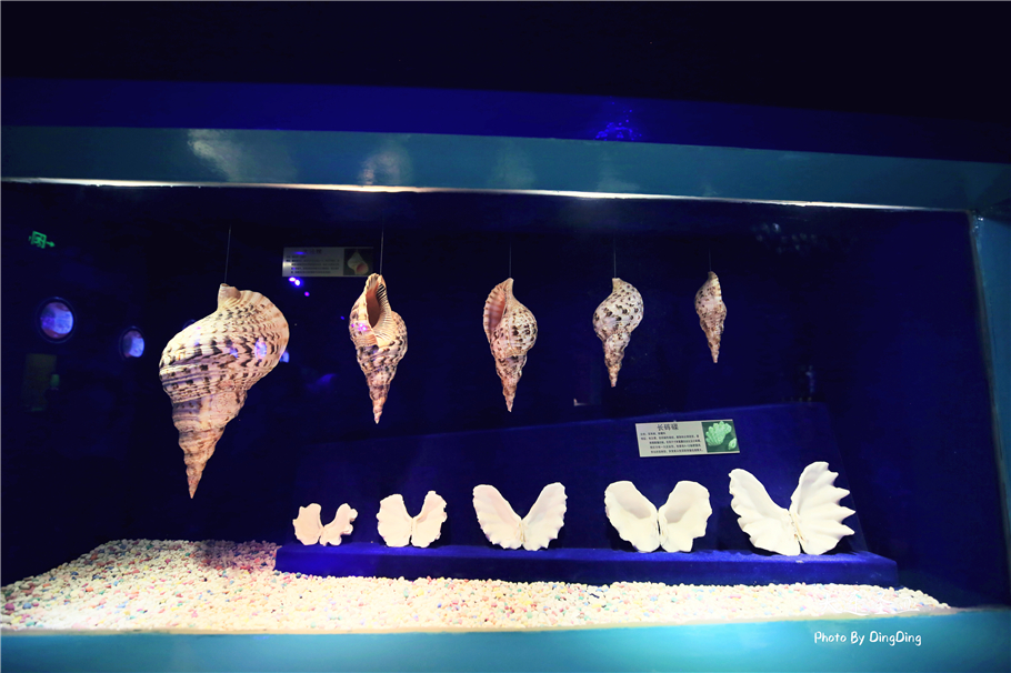 北方明珠活力四射的浪漫之都大连，国内最具特色的海洋世界圣亚