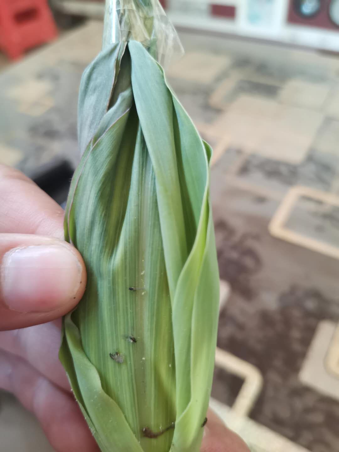 蓟马飞入口中怎么办,蓟马进眼睛了怎么办