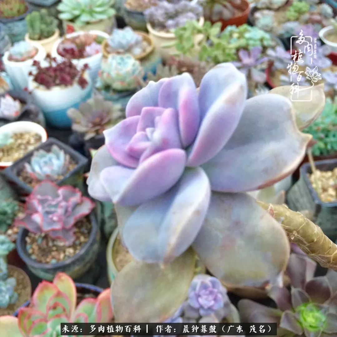 轻轻地告诉你,我的多肉也曾美过,不信你看看