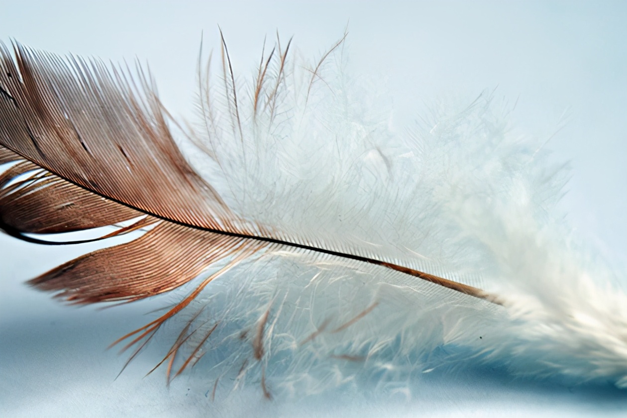 灰鸭绒和白鸭绒的区别,灰鸭绒跟白鸭有什么区别啊