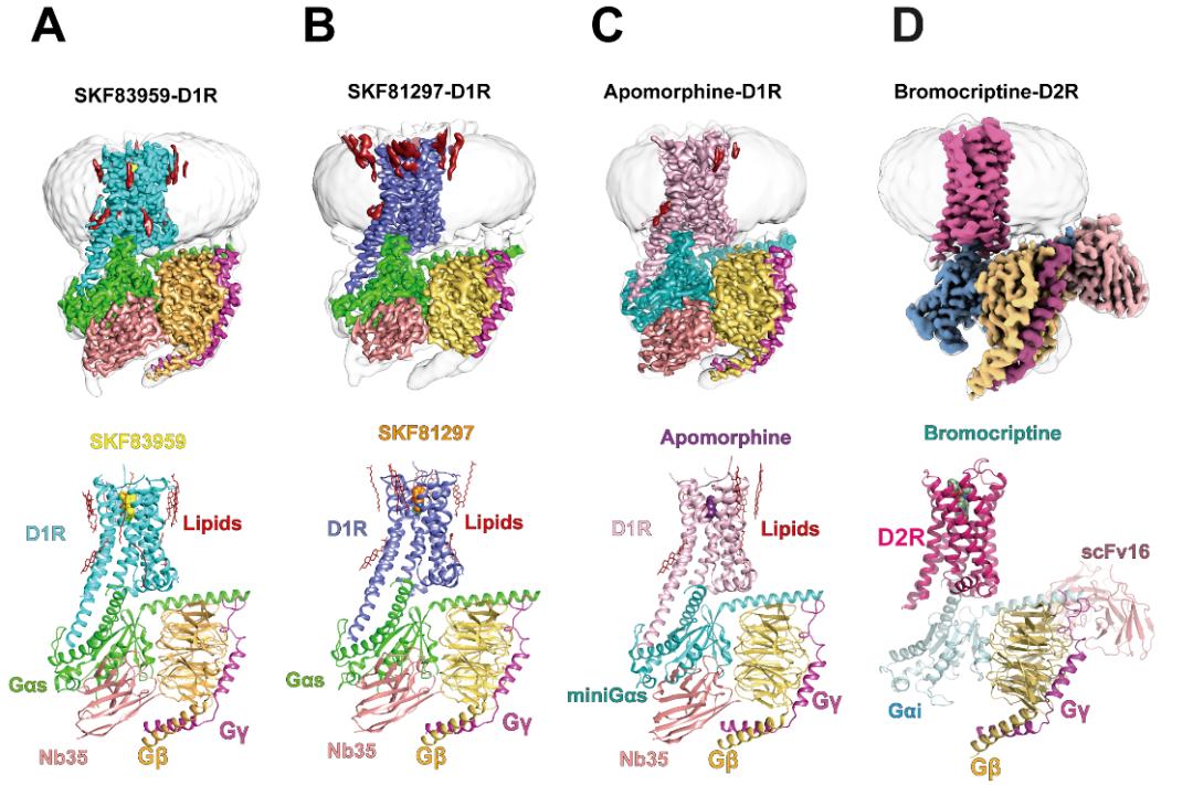 脑科学日报是真的吗,脑科学日报新突破