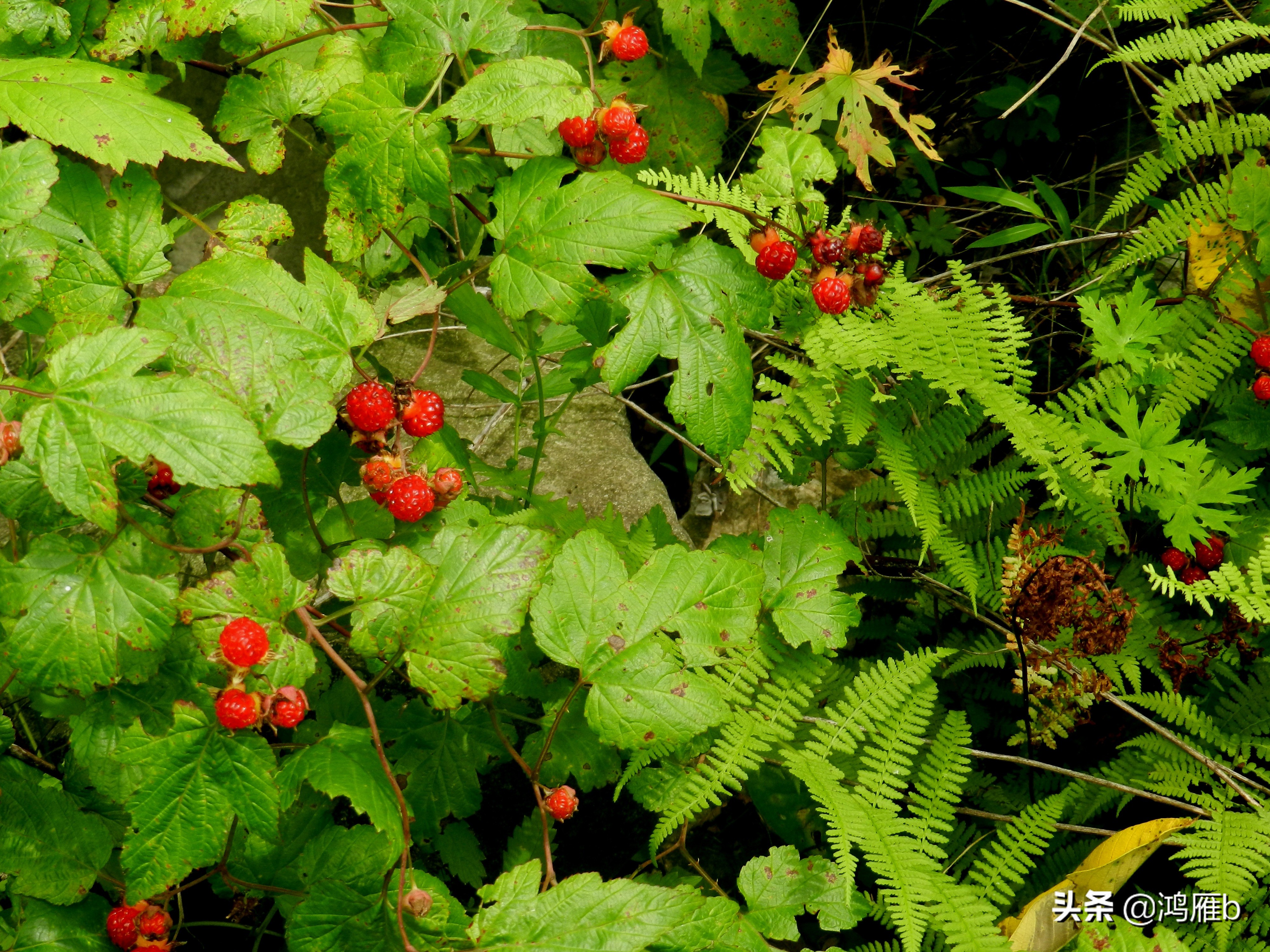 大山里的野果熟了想吃,山里的野果逐渐熟了