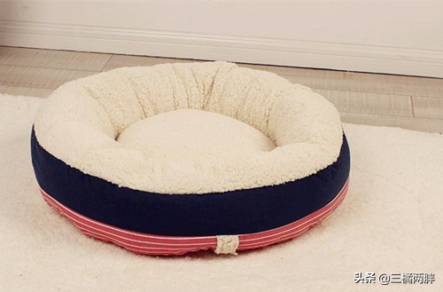 宠物约克夏好养吗,养约克夏怎么避免养到星期狗