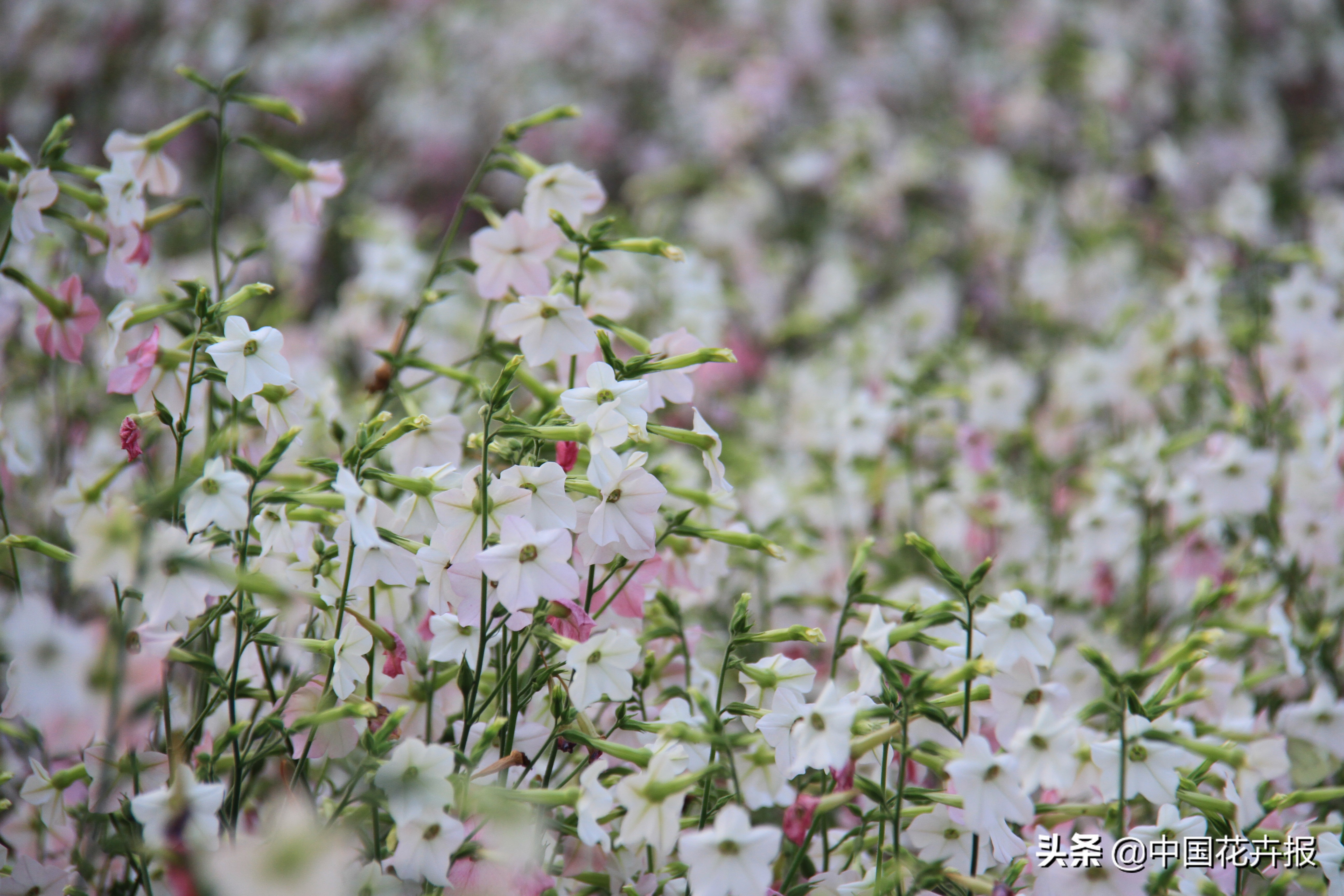 适合花园的花花草草,如何打造四季都有花的花园