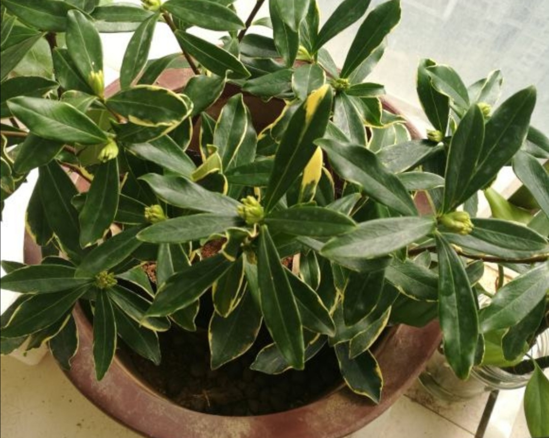 家里养盆“香味花”，春节期间开花，满屋花香扑鼻