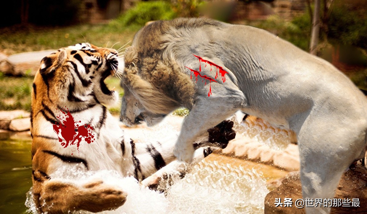 老虎一对一能打过狮子吗,老虎跟狮子打起来会怎么样