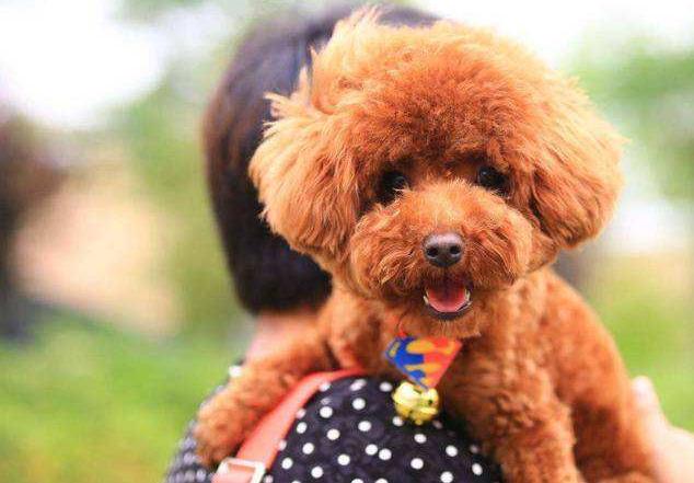 泰迪犬优点和缺点,巨型泰迪犬的缺点和优点