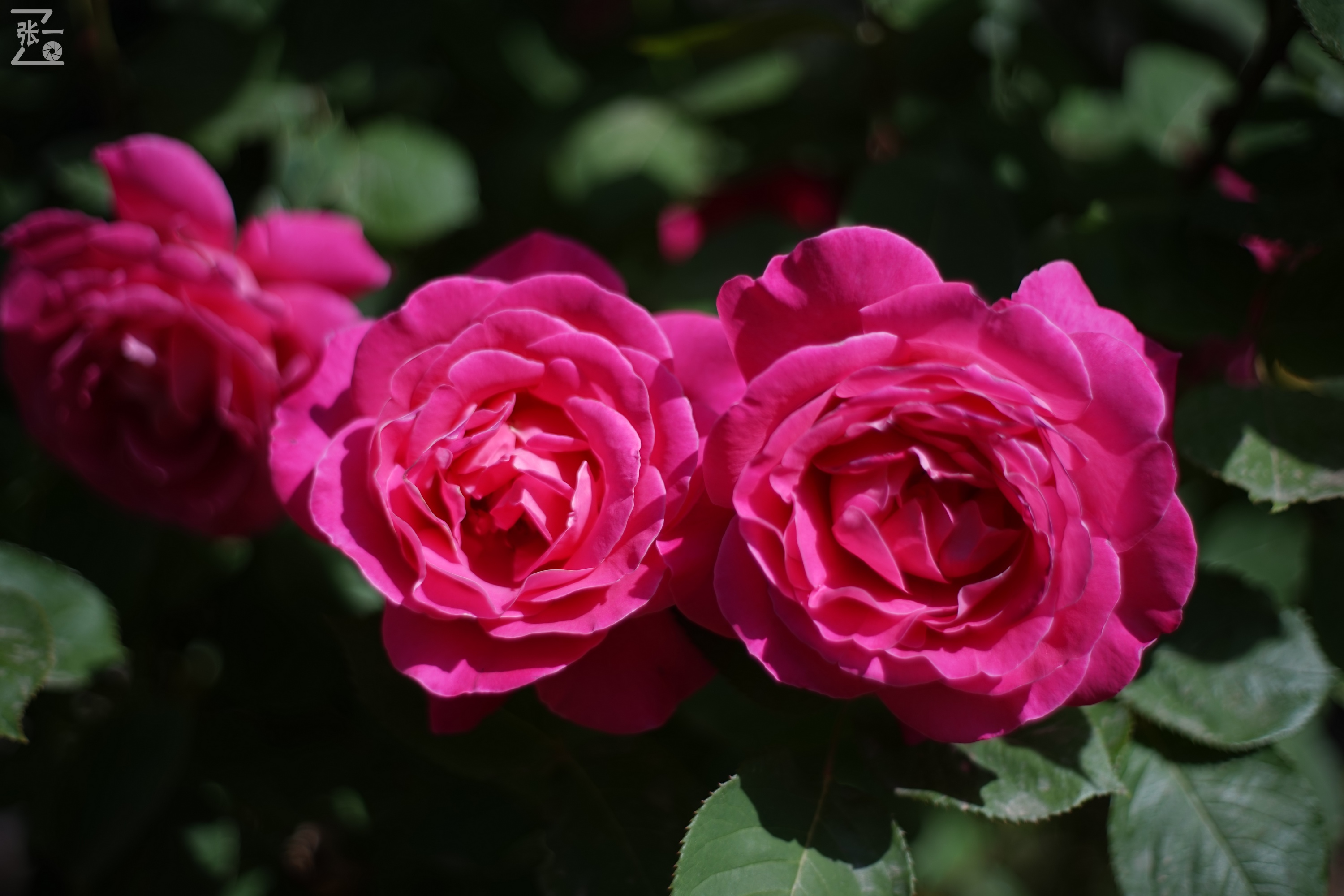 凤凰国产50mm镜头,凤凰索尼e口镜头