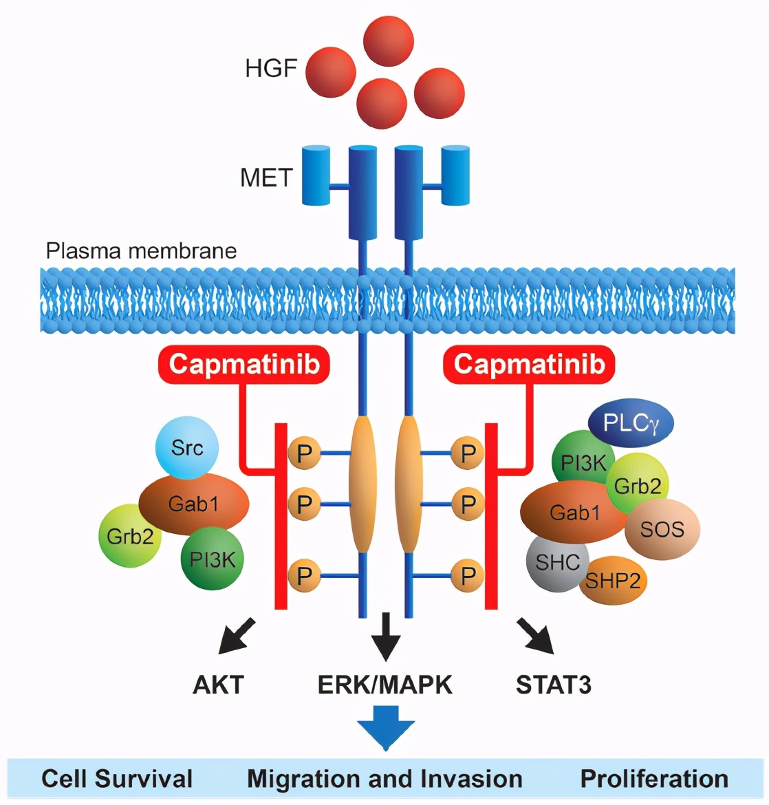 靶向抗癌新药上市最新消息,最新上市靶向的抗癌药物