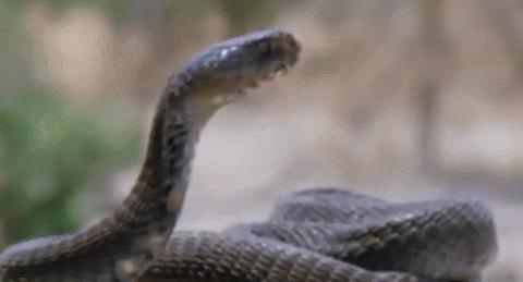 农村老人说不能杀蛇，难道说报纸上关于蛇报复人的报道，是真的？