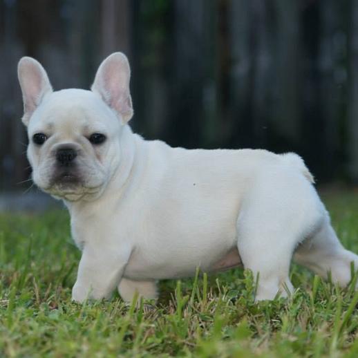 世上最漂亮的十种狗,最名贵的狗叫什么名字