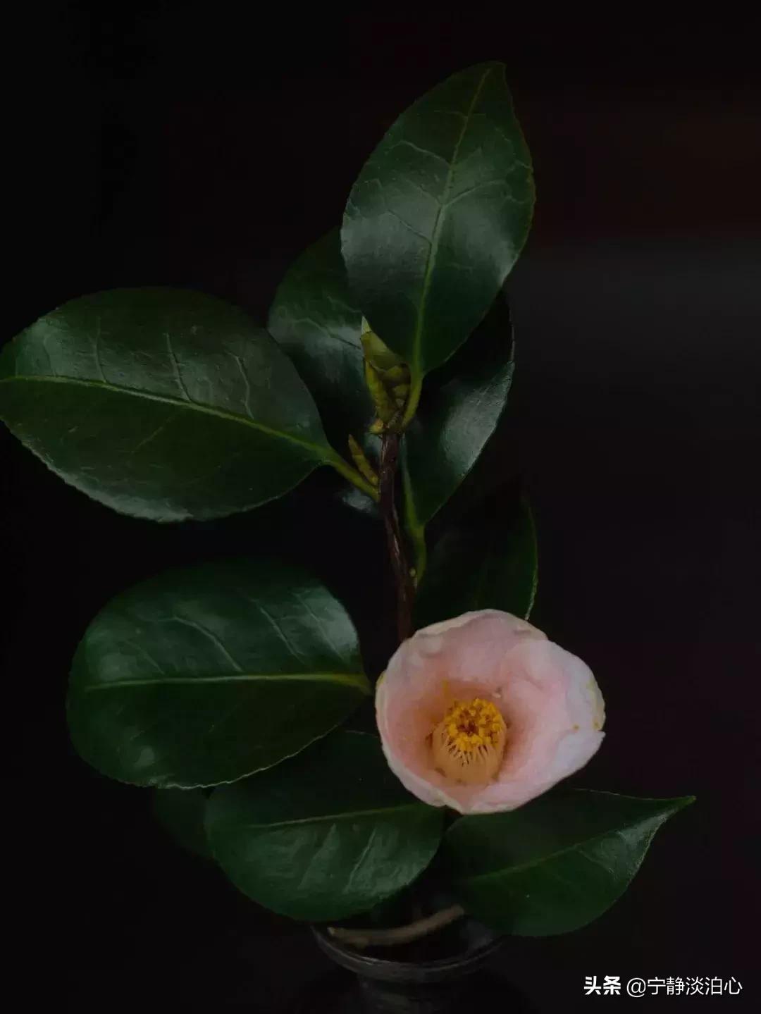 一日慎独则心安日日精进,日日精进人生